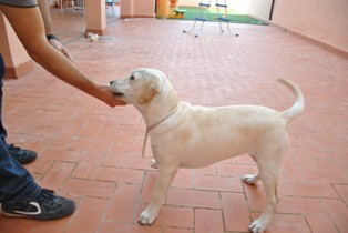 peleando por el collar...